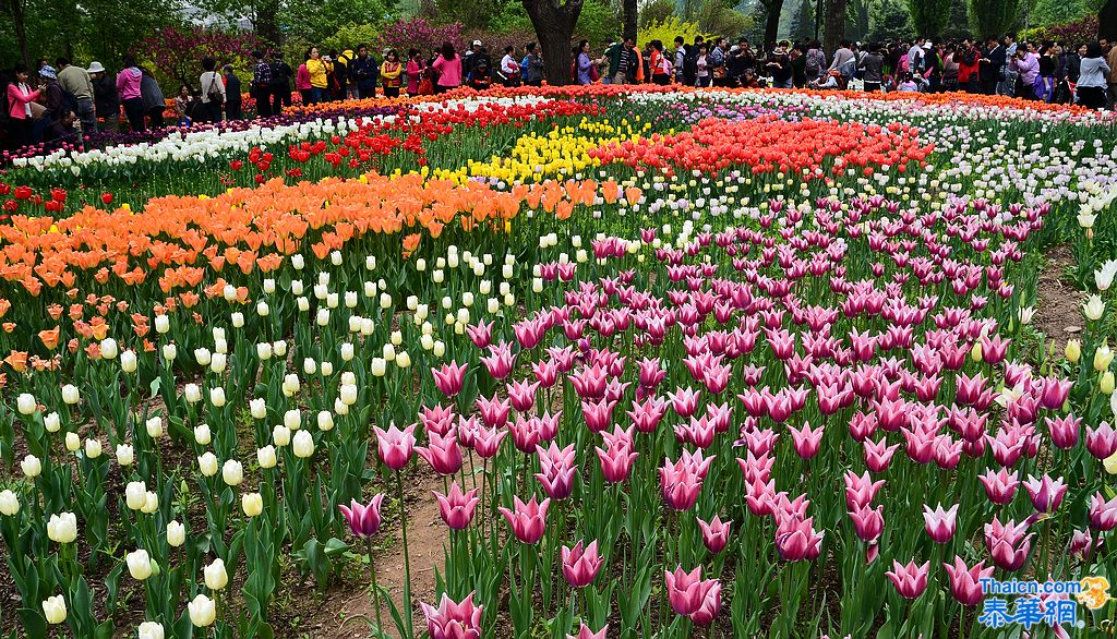 京城植物园观花