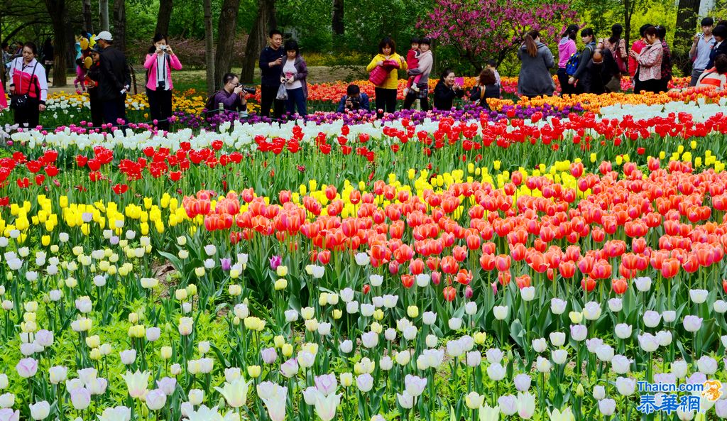 京城植物园观花