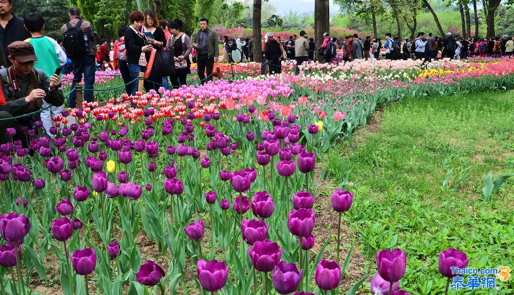 京城植物园观花