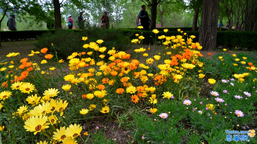 京城植物园观花