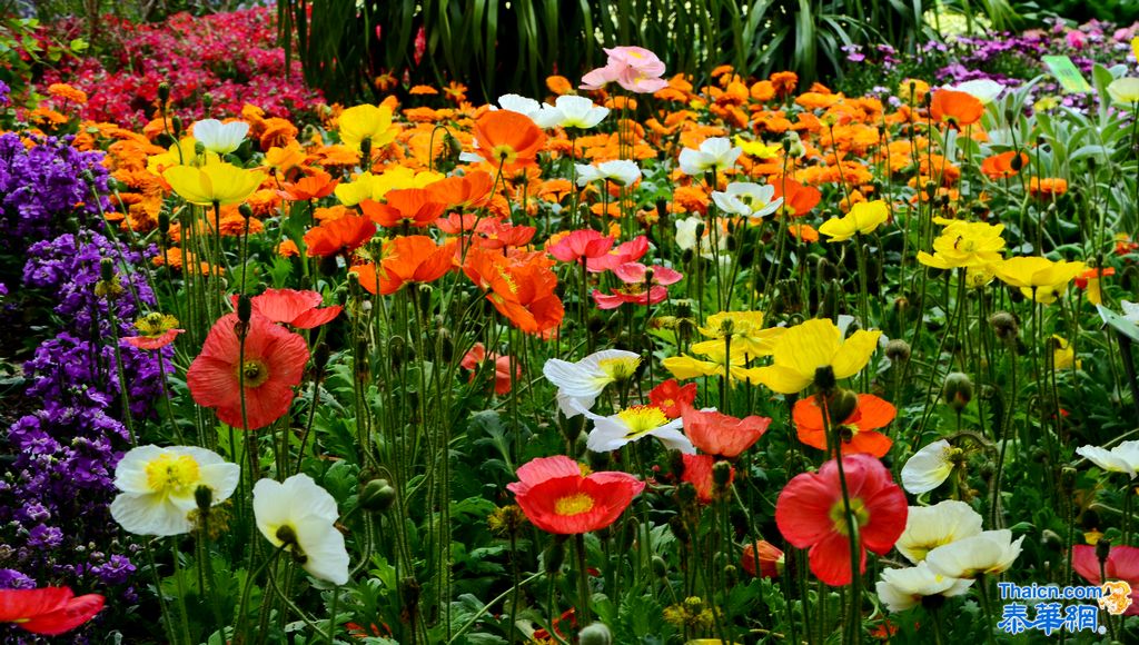 京城植物园观花