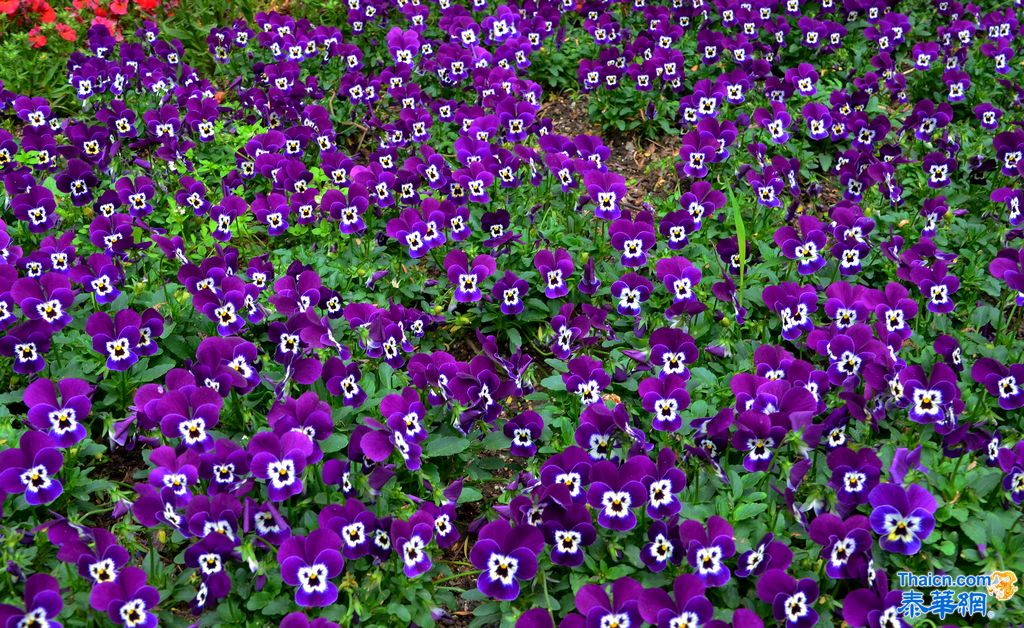 京城植物园观花