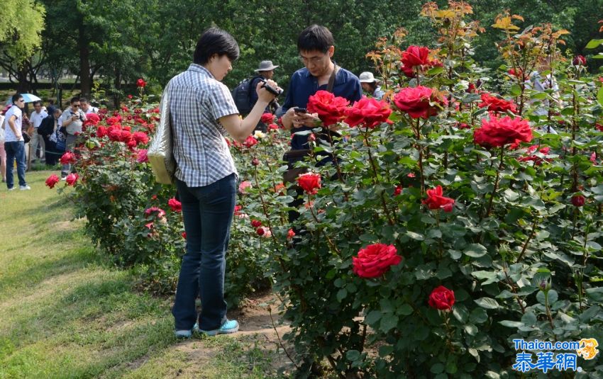 2014北京植物园月季花展掠影