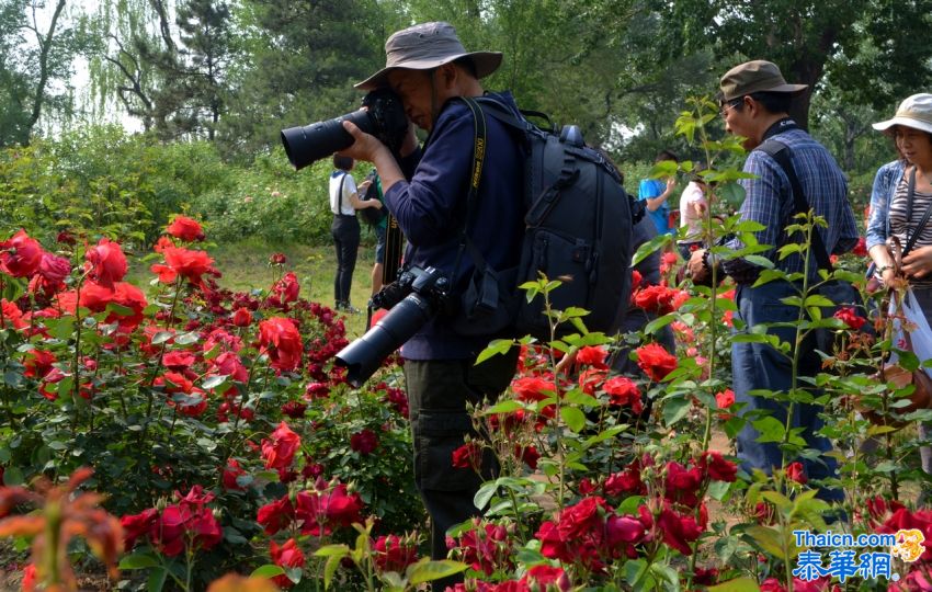 2014北京植物园月季花展掠影