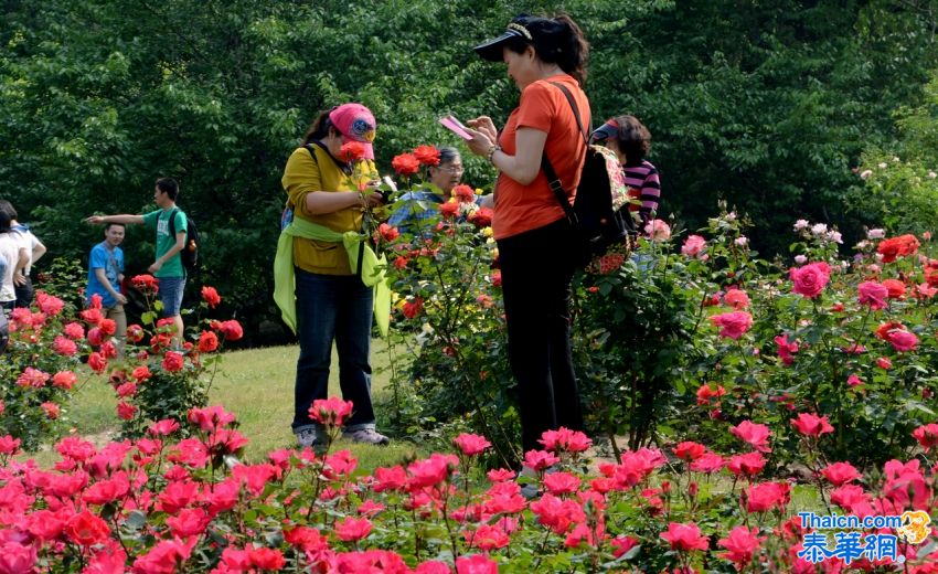 2014北京植物园月季花展掠影