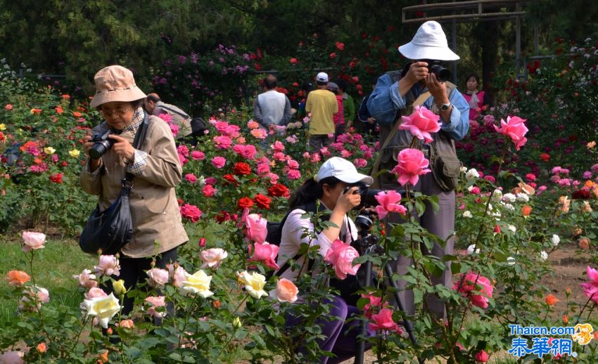 2014北京植物园月季花展掠影