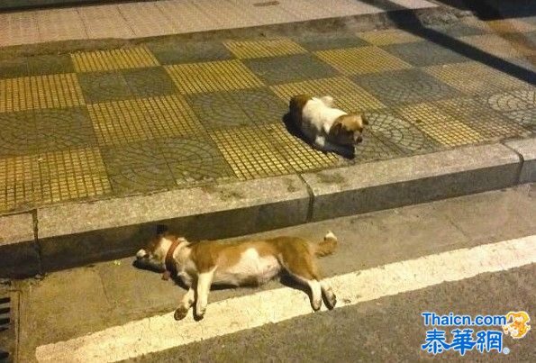 感人！同伴死路边 忠犬含泪守尸2天