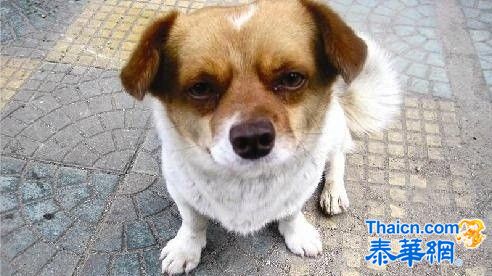 感人！同伴死路边 忠犬含泪守尸2天