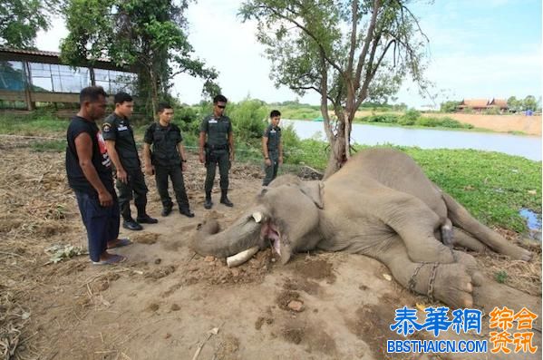 泰国明星大象遭毒杀盗牙