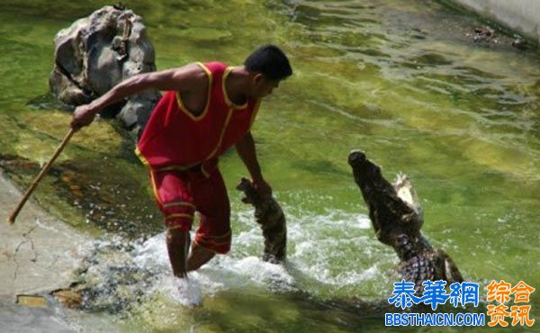 泰国北榄鳄鱼湖动物园 惊险刺激 与鳄共舞