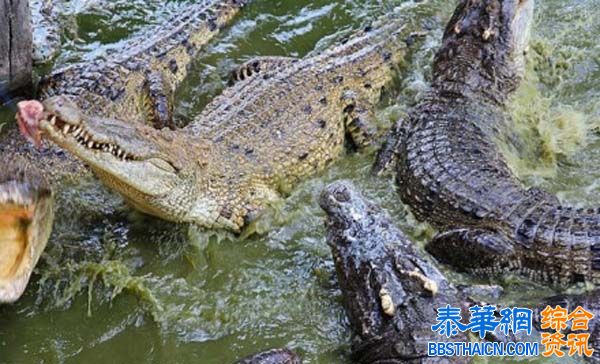 泰国北榄鳄鱼湖动物园 惊险刺激 与鳄共舞