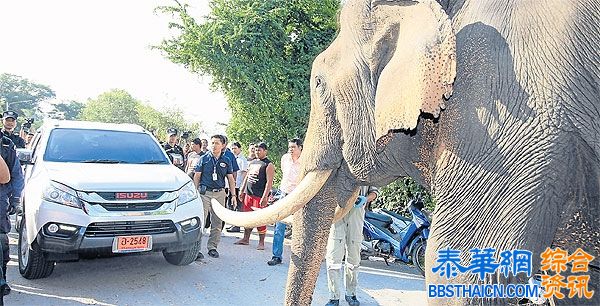 毒杀大象取牙    3案犯指认现场遭众殴