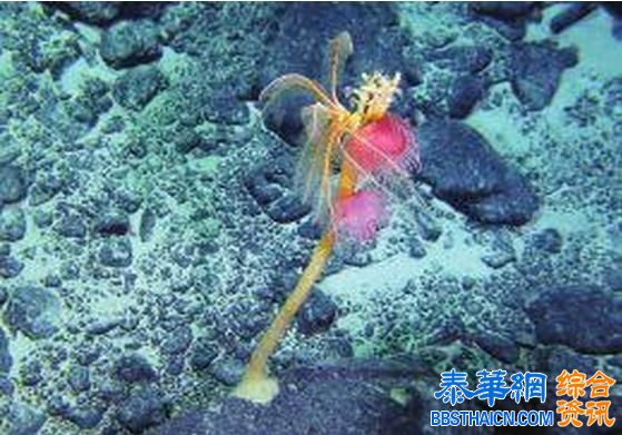 中国蛟龙号再次下潜　捞出西太海底各类奇异生物