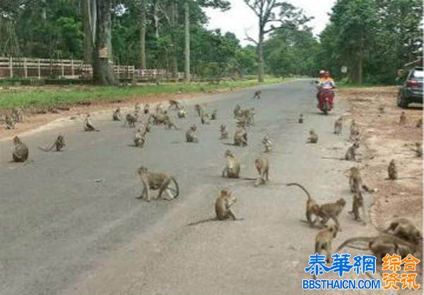 森林公园猴满为患 入侵医院抢夺食物骚扰护士