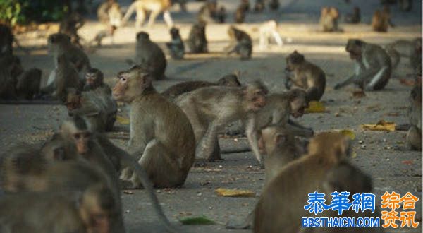 森林公园猴满为患 入侵医院抢夺食物骚扰护士