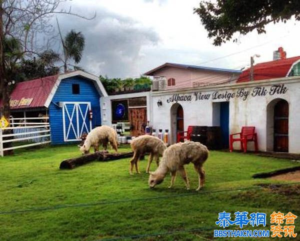 曼谷农场动物主题餐厅---Alpaca View Farm & Cuisine