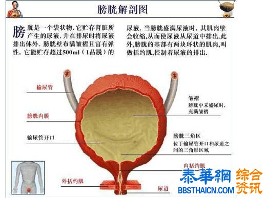 憋尿，对身体有害吗？