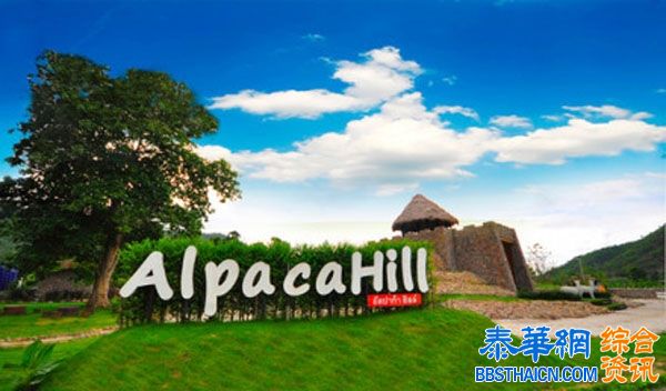 位于泰国叻呸府的AlpacaHill