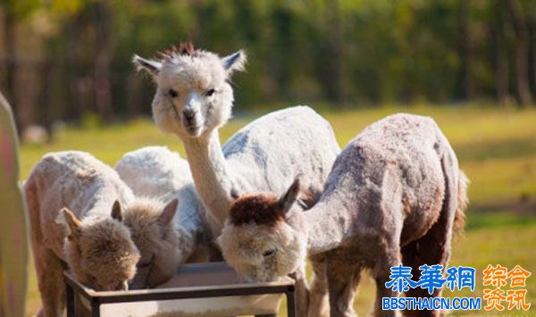 位于泰国叻呸府的AlpacaHill