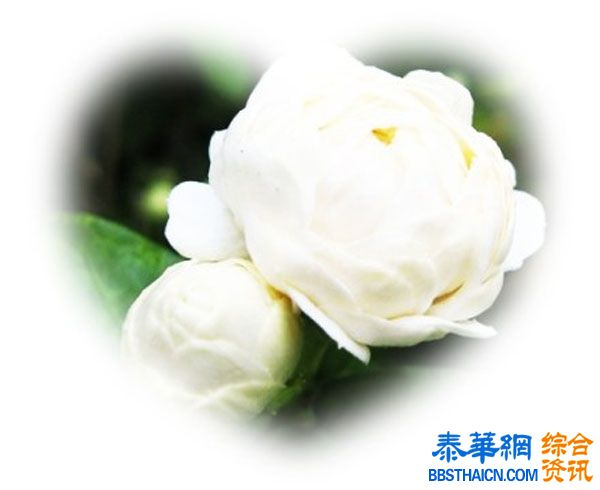 泰国母亲节是8月12日,母亲节记得要送妈妈茉莉花哦~