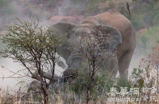 狂暴大象掀翻黑犀牛