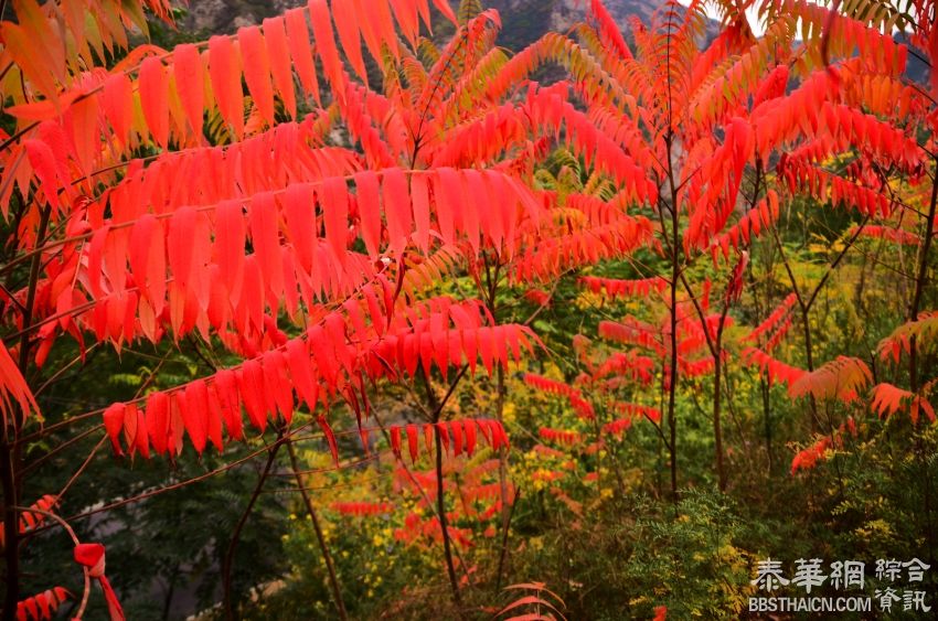 燕山正当红叶时