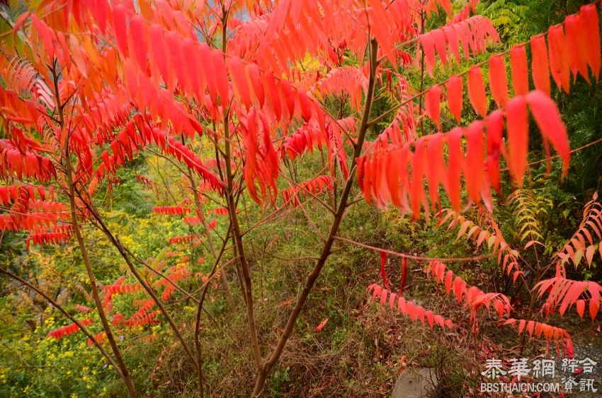 燕山正当红叶时