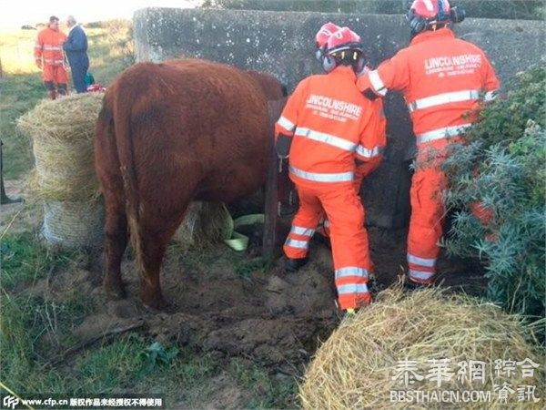 一头被好奇心“害死”的牛