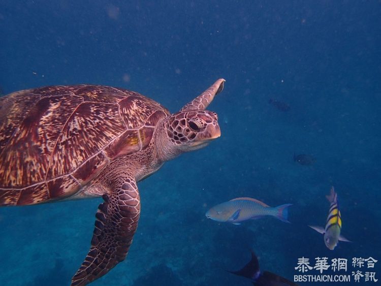 泰华网带你探秘暹罗湾海底世界