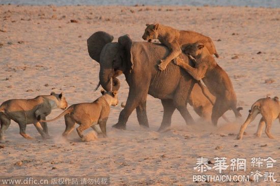 小象狮口逃生