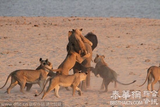 小象狮口逃生