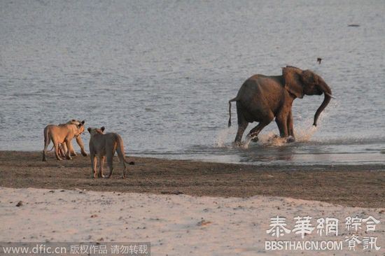 小象狮口逃生