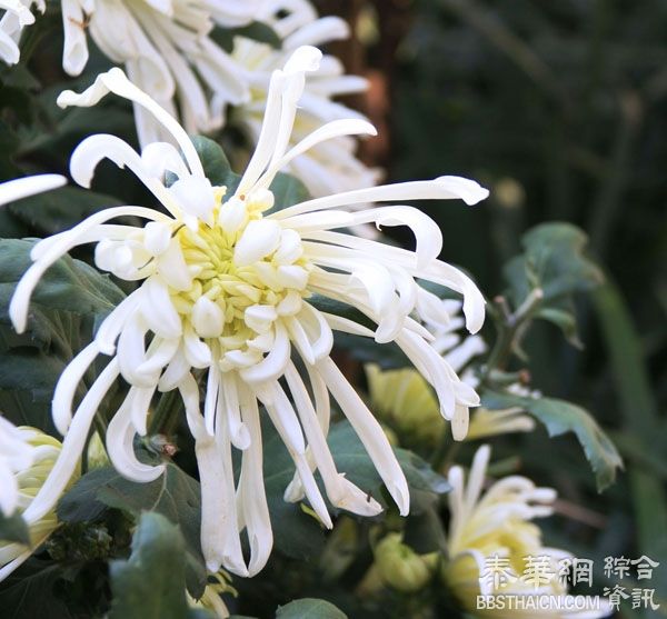 2014年上海菊花展