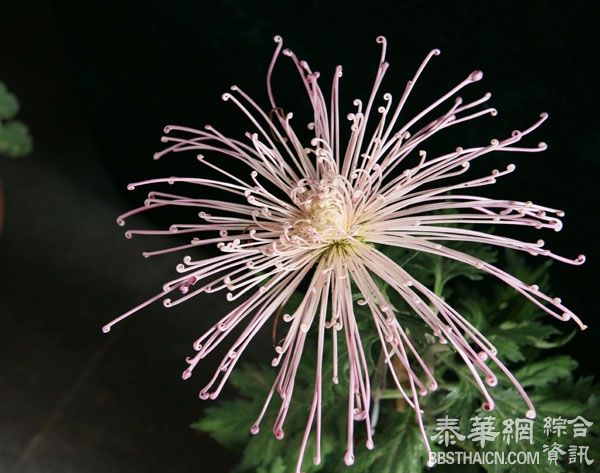 2014年上海菊花展