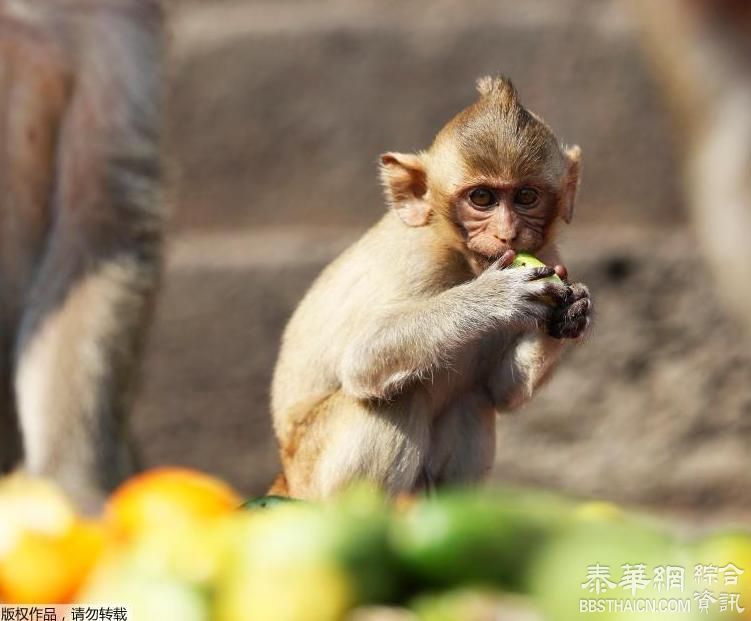 庆祝猴子自助餐节 华富里府备2吨美食犒赏馋嘴猴