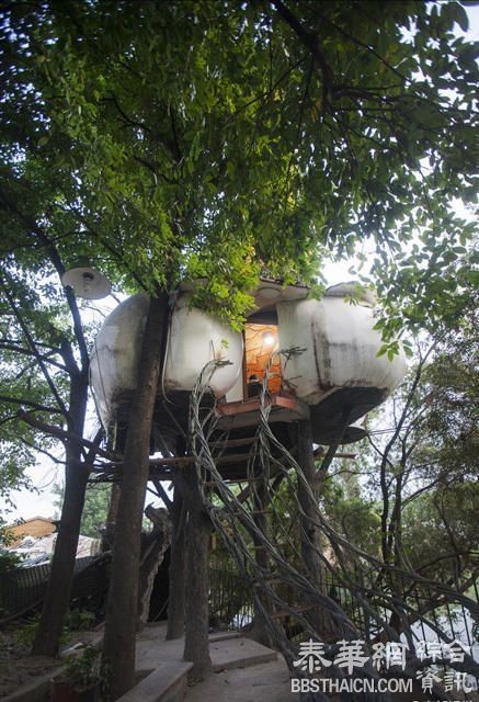 佛山老人隐居树上“鸟巢”