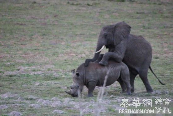 目瞪口呆 发情大象强行和犀牛交配