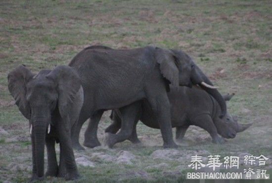 目瞪口呆 发情大象强行和犀牛交配