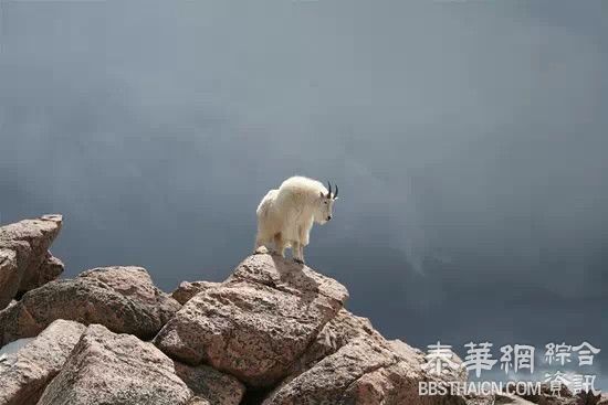 羊年到了 告诉你羊有多厉害吧  被这些图吓死