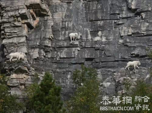 羊年到了 告诉你羊有多厉害吧  被这些图吓死