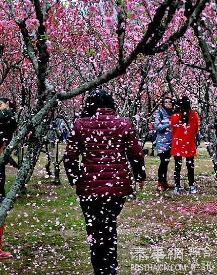 游客为拍“桃花雨”拼命摇树 称“花总要落的”