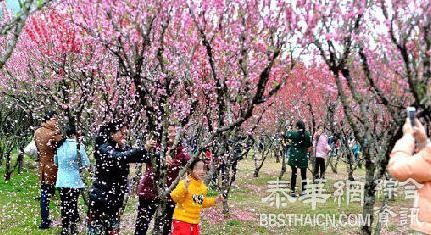 游客为拍“桃花雨”拼命摇树 称“花总要落的”