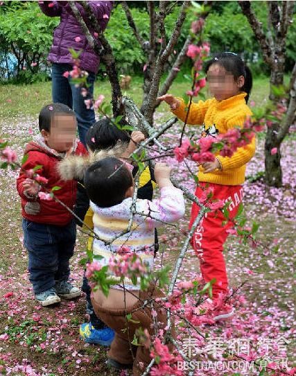 游客为拍“桃花雨”拼命摇树 称“花总要落的”