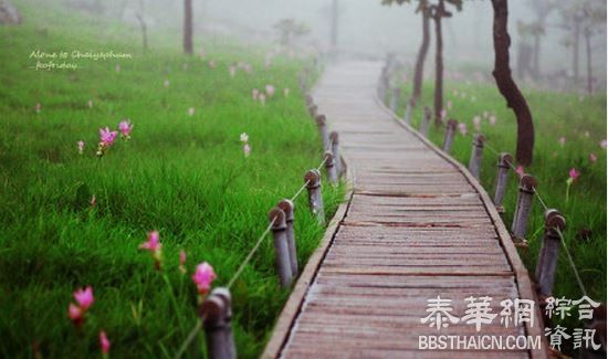 六月去赏姜花花海