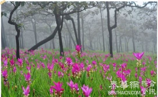 六月去赏姜花花海