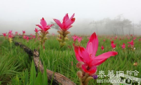 六月去赏姜花花海