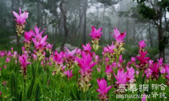 六月去赏姜花花海