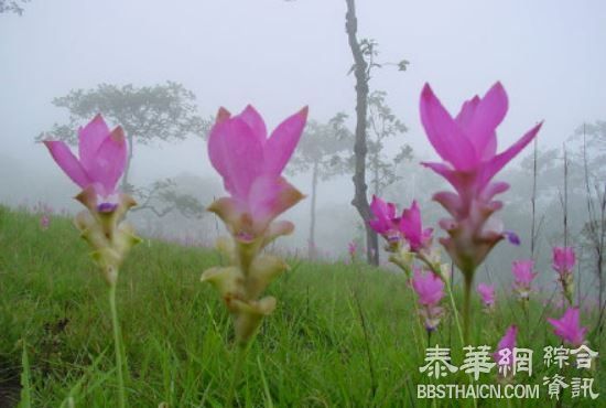 六月去赏姜花花海