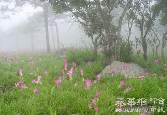 六月去赏姜花花海