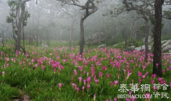 六月去赏姜花花海